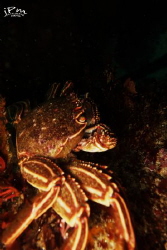 Afraid of the dark , Common Crab , Sony Rx 100 by Jp Meistre 